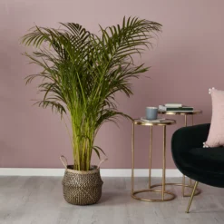 Black Seagrass Herringbone Circular Plant Pot (Dia)25cm -Gardens and Outdoor black seagrass herringbone circular plant pot dia 25cm3663602442516 01i bq