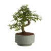 Bonsai In 15cm Grey Ceramic Decorative Pot 1 Bonsai In 15cm Grey Ceramic Decorative Pot -Gardens and Outdoor bonsai in 15cm grey ceramic decorative pot3663602462811 02c bq
