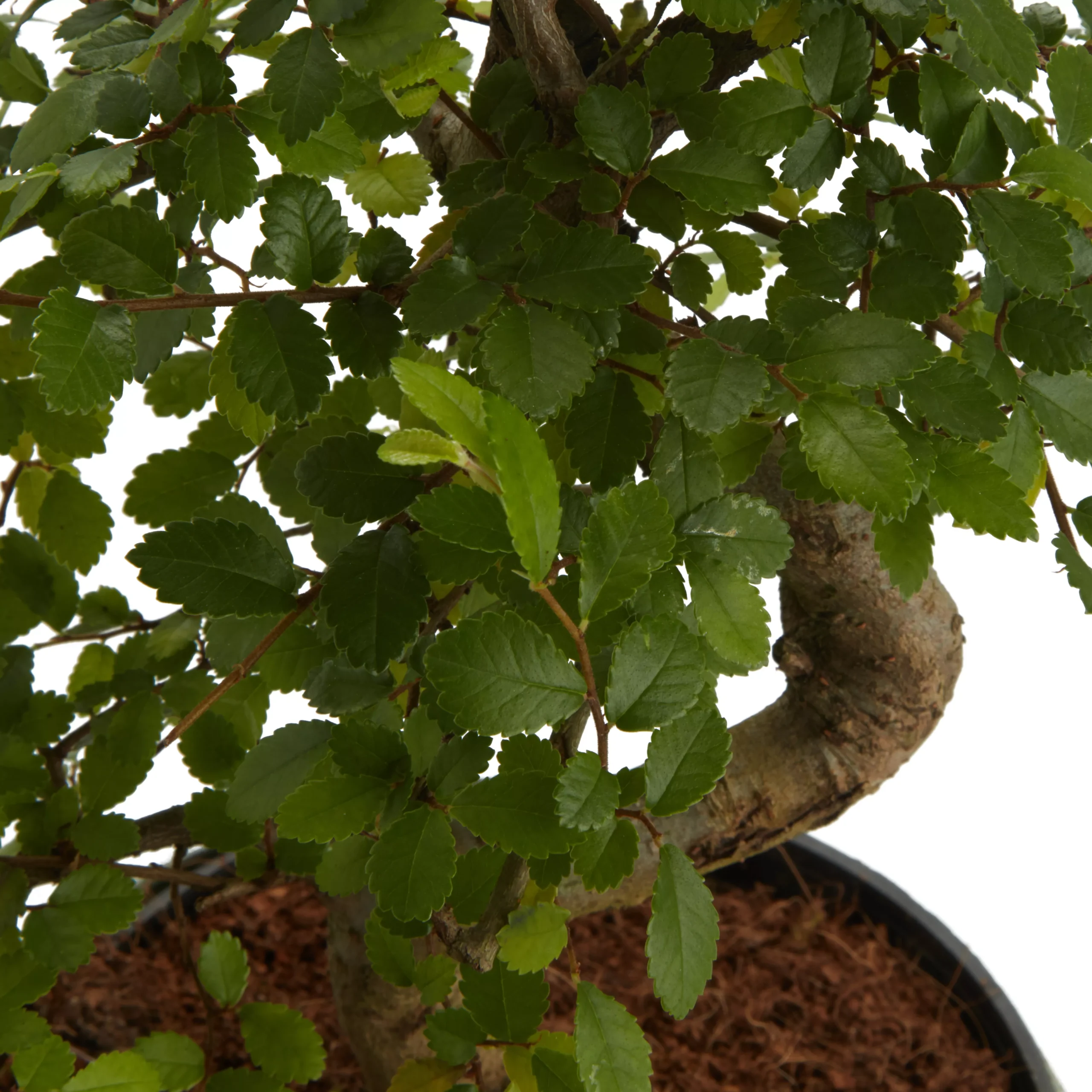 Bonsai In 15cm Grey Ceramic Decorative Pot 4 Bonsai In 15cm Grey Ceramic Decorative Pot - Image 2