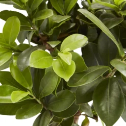 Bonsai In 17cm Terracotta Plastic Pot -Gardens and Outdoor bonsai in 17cm terracotta plastic pot3663602462781 36c bq