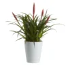 Bromeliad In 12cm White Ceramic Decorative Pot 1 Bromeliad In 12cm White Ceramic Decorative Pot -Gardens and Outdoor bromeliad in 12cm white ceramic decorative pot3663602463450 02c bq