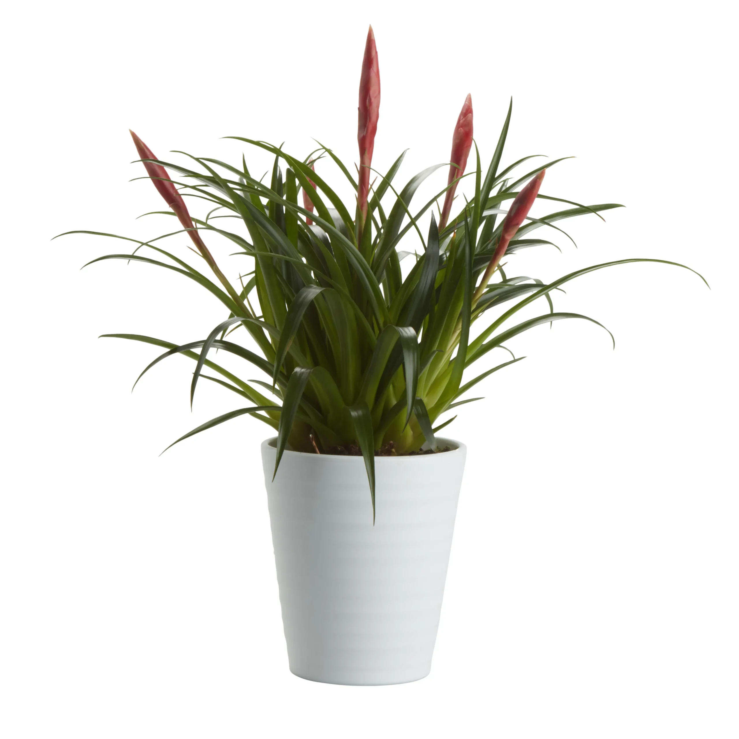 Bromeliad In 12cm White Ceramic Decorative Pot 3 Bromeliad In 12cm White Ceramic Decorative Pot