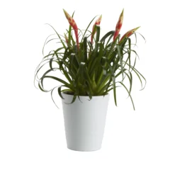 Bromeliad In 12cm White Ceramic Decorative Pot 8 Bromeliad In 12cm White Ceramic Decorative Pot -Gardens and Outdoor bromeliad in 12cm white ceramic decorative pot3663602463450 21c bq