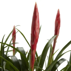 Bromeliad In 12cm White Ceramic Decorative Pot 9 Bromeliad In 12cm White Ceramic Decorative Pot -Gardens and Outdoor bromeliad in 12cm white ceramic decorative pot3663602463450 36c bq