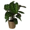 Calathea In 19cm Natural Cattail & Plastic Decorative Pot -Gardens and Outdoor calathea in 19cm natural cattail plastic decorative pot5059340126906 02c