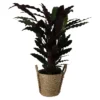 Calathea Wavestar In 19cm Natural Cattail & Plastic Decorative Pot -Gardens and Outdoor calathea wavestar in 19cm natural cattail plastic decorative pot5059340126913 02c