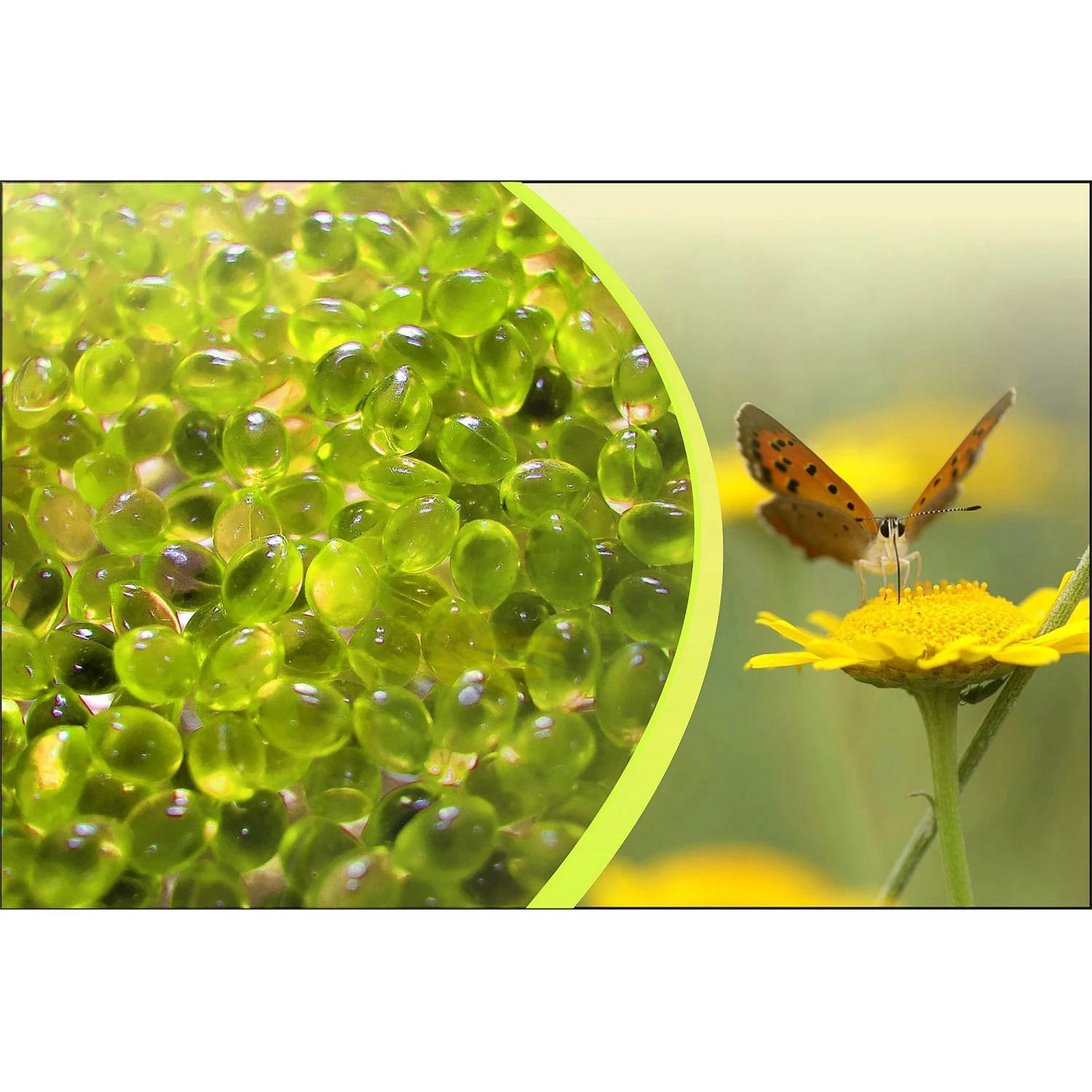 Canadian Spa Company Chamomile Aromatherapy Scent 3 Canadian Spa Company Chamomile Aromatherapy Scent