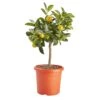 Citrus In 14cm Orange Plastic Grow Pot