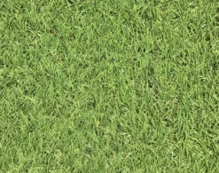 Dennis Artificial Grass 8m² (T)22mm 13 Dennis Artificial Grass 8m² (T)22mm -Gardens and Outdoor dennis artificial grass 8m t 22mm3663602425175 36c