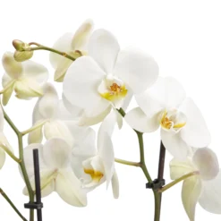 Double Stem Moth Orchid In 12cm Clear Plastic Grow Pot -Gardens and Outdoor double stem moth orchid in 12cm clear plastic grow pot3663602462873 36c bq