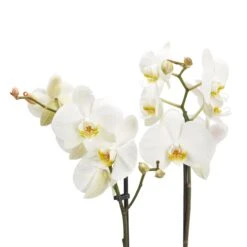 Double Stem Moth Orchid In 12cm Clear Plastic Grow Pot -Gardens and Outdoor double stem moth orchid in 12cm clear plastic grow pot3663602462873 37c bq