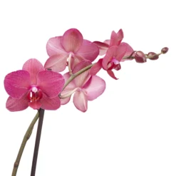 Double Stem Moth Orchid In 12cm Clear Plastic Grow Pot -Gardens and Outdoor double stem moth orchid in 12cm clear plastic grow pot3663602462873 38c bq