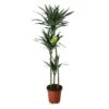 Dracaena Tree In 24cm Terracotta Plastic Grow Pot -Gardens and Outdoor dracaena tree in 24cm terracotta plastic grow pot5059340127040 02c