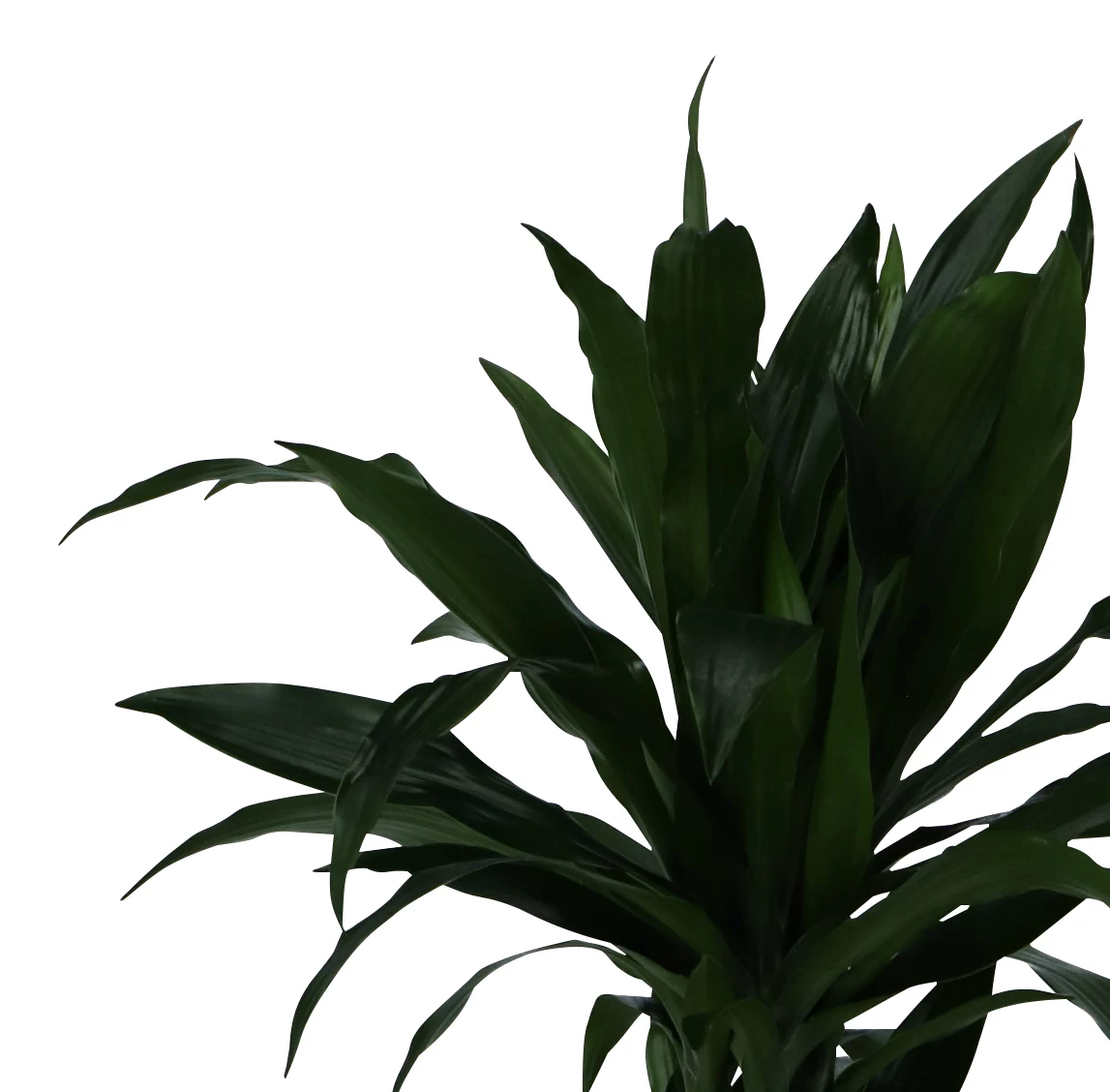 Dracaena Tree In 24cm Terracotta Plastic Grow Pot 6 Dracaena Tree In 24cm Terracotta Plastic Grow Pot - Image 4