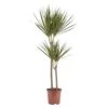 Dragon Tree In 19cm Terracotta Plastic Grow Pot -Gardens and Outdoor dragon tree in 19cm terracotta plastic grow pot3663602462460 02c bq