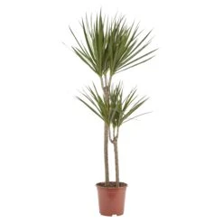 Dragon Tree In 19cm Terracotta Plastic Grow Pot