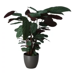 Dragon Tree In 24cm Assorted Ceramic Decorative Pot -Gardens and Outdoor dragon tree in 24cm assorted ceramic decorative pot5059340827858 22c