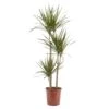 Dragon Tree In 24cm Terracotta Plastic Grow Pot -Gardens and Outdoor dragon tree in 24cm terracotta plastic grow pot3663602462453 02c bq