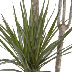 Dragon Tree In 24cm Terracotta Plastic Grow Pot 5 Dragon Tree In 24cm Terracotta Plastic Grow Pot -Gardens and Outdoor dragon tree in 24cm terracotta plastic grow pot3663602462453 36c bq