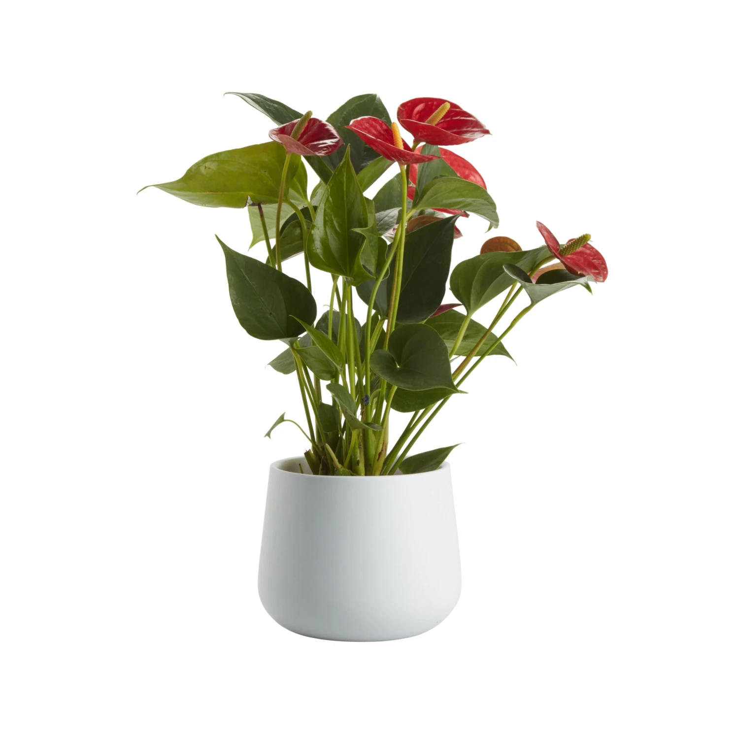 Flamingo Flower In 12cm White Ceramic Decorative Pot 3 Flamingo Flower In 12cm White Ceramic Decorative Pot