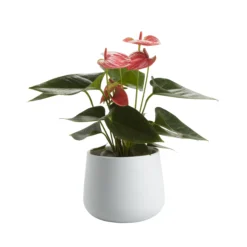 Flamingo Flower In 12cm White Ceramic Decorative Pot 7 Flamingo Flower In 12cm White Ceramic Decorative Pot -Gardens and Outdoor flamingo flower in 12cm white ceramic decorative pot3663602497288 21c bq