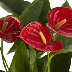 Flamingo Flower In 12cm White Ceramic Decorative Pot 8 Flamingo Flower In 12cm White Ceramic Decorative Pot -Gardens and Outdoor flamingo flower in 12cm white ceramic decorative pot3663602497288 36c bq