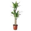 Golden Dragon Tree In 24cm Terracotta Plastic Grow Pot 1 Golden Dragon Tree In 24cm Terracotta Plastic Grow Pot -Gardens and Outdoor golden dragon tree in 24cm terracotta plastic grow pot5036581089788 01c bq