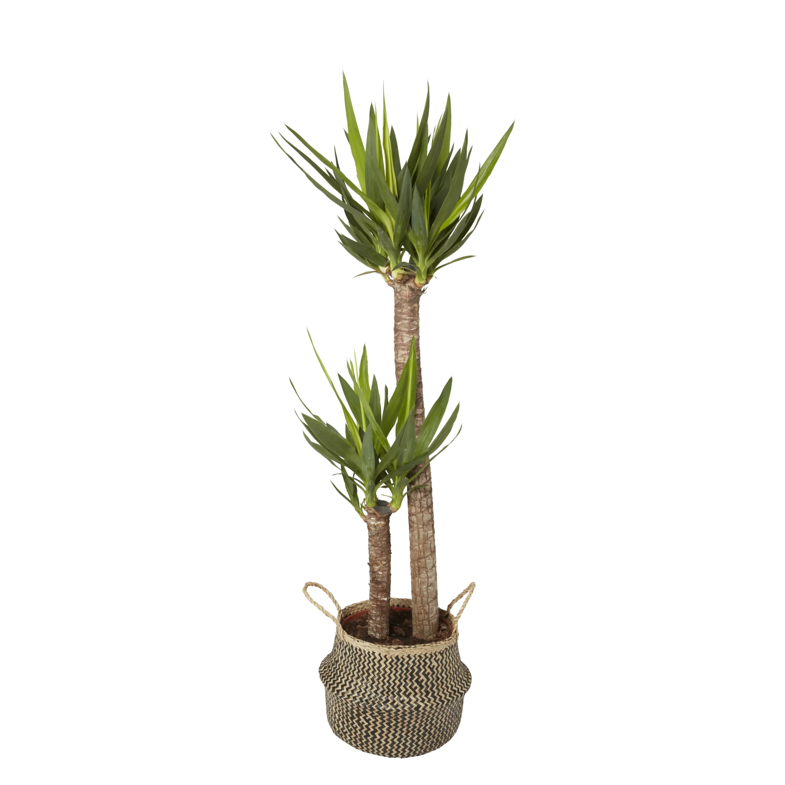GoodHome Black Seagrass Herringbone Circular Plant Pot (Dia)21cm 4 GoodHome Black Seagrass Herringbone Circular Plant Pot (Dia)21cm - Image 2