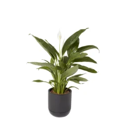 GoodHome Black Terracotta Circular Plant Pot (Dia)20.4cm -Gardens and Outdoor goodhome black terracotta circular plant pot dia 20 4cm3663602441281 21c