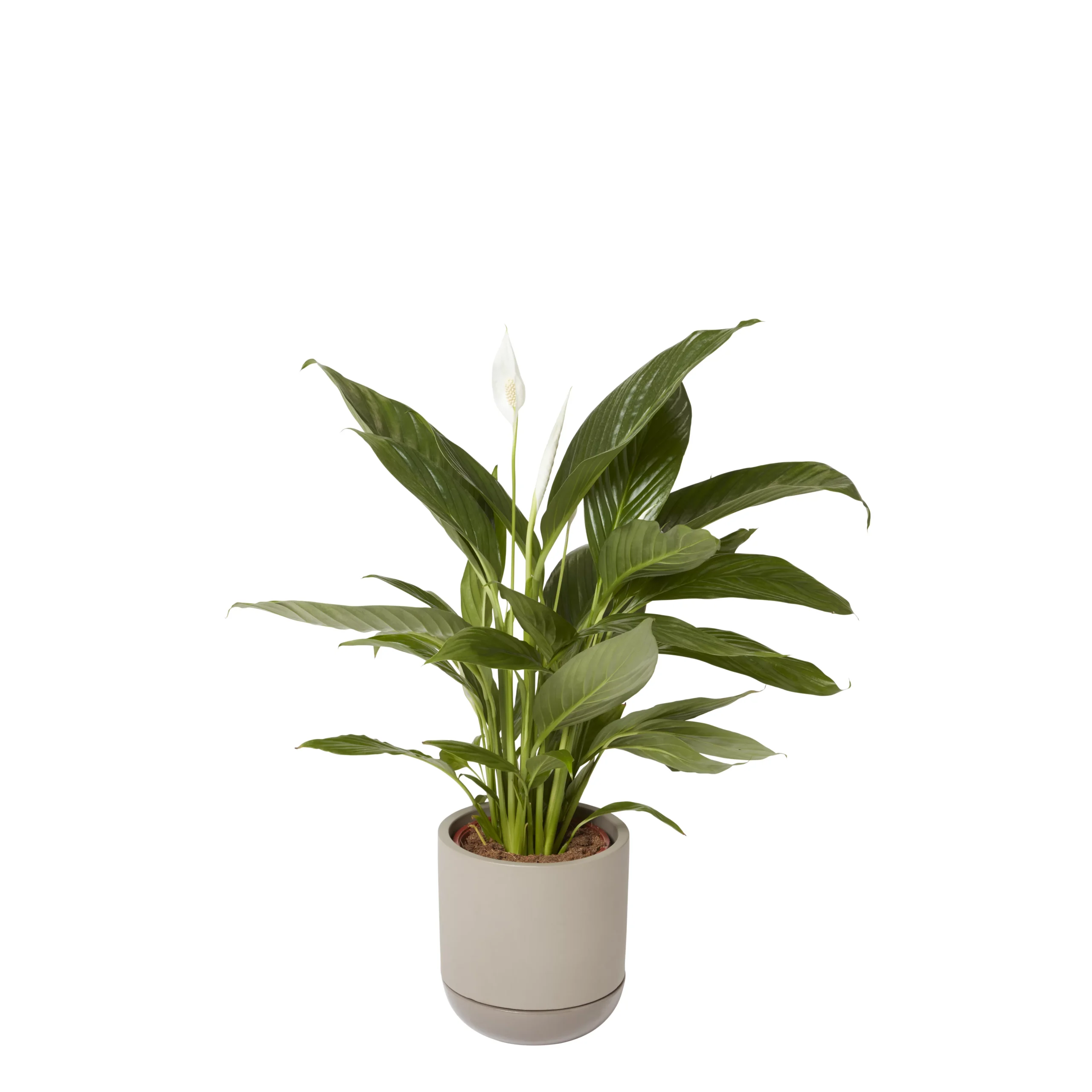 GoodHome Driftwood Terracotta Circular Plant Pot (Dia)19.9cm 4 GoodHome Driftwood Terracotta Circular Plant Pot (Dia)19.9cm - Image 2