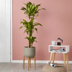 GoodHome Natural Wood Plant Pot (Dia)33.5cm -Gardens and Outdoor goodhome natural wood plant pot dia 33 5cm3663602442370 01i bq