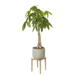 GoodHome Natural Wood Plant Pot (Dia)33.5cm -Gardens and Outdoor goodhome natural wood plant pot dia 33 5cm3663602442370 21c bq
