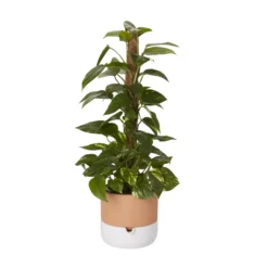 GoodHome Terracotta & White Terracotta Circular Plant Pot (Dia)22.8cm 6 GoodHome Terracotta & White Terracotta Circular Plant Pot (Dia)22.8cm -Gardens and Outdoor goodhome terracotta white terracotta circular plant pot dia 22 8cm3663602441328 21c bq