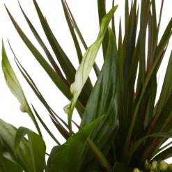 Houseplant Arrangement In 17cm Assorted Ceramic Pot -Gardens and Outdoor houseplant arrangement in 17cm assorted ceramic pot3663602497318 37c bq