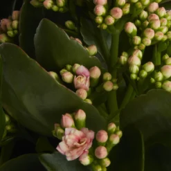 Houseplant Arrangement In 17cm Assorted Ceramic Pot -Gardens and Outdoor houseplant arrangement in 17cm assorted ceramic pot3663602497318 38c bq