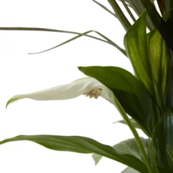 Houseplant Arrangement In 17cm Assorted Ceramic Pot -Gardens and Outdoor houseplant arrangement in 17cm assorted ceramic pot3663602497318 39c bq