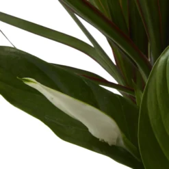 Houseplant Arrangement In 17cm Assorted Ceramic Pot -Gardens and Outdoor houseplant arrangement in 17cm assorted ceramic pot3663602497318 41c bq