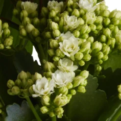 Houseplant Arrangement In 17cm Assorted Ceramic Pot -Gardens and Outdoor houseplant arrangement in 17cm assorted ceramic pot3663602497318 42c bq