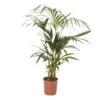 Kentia Palm In 19cm Terracotta Plastic Grow Pot -Gardens and Outdoor kentia palm in 19cm terracotta plastic grow pot3663602462385 02c bq