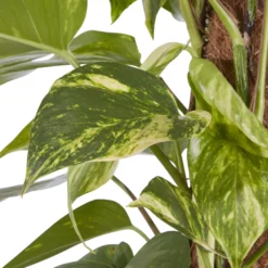 Kentia Palm In 19cm Terracotta Plastic Grow Pot -Gardens and Outdoor kentia palm in 19cm terracotta plastic grow pot3663602462484 36c