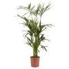 Kentia Palm In 24cm Terracotta Plastic Grow Pot 2 Kentia Palm In 24cm Terracotta Plastic Grow Pot -Gardens and Outdoor kentia palm in 24cm terracotta plastic grow pot3663602462378 02c bq