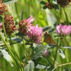 Meadowmat Wildflower Turf, 20m² Pack -Gardens and Outdoor meadowmat wildflower turf 20m pack04168157 02i