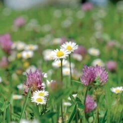 Meadowmat Wildflower Turf, 20m² Pack -Gardens and Outdoor meadowmat wildflower turf 20m pack04168157 03i bq