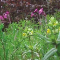 Meadowmat Wildflower Turf, 20m² Pack -Gardens and Outdoor meadowmat wildflower turf 20m pack04168157 05i bq