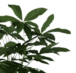 Mexican Fortune Tree In 19cm Terracotta Plastic Grow Pot 5 Mexican Fortune Tree In 19cm Terracotta Plastic Grow Pot -Gardens and Outdoor mexican fortune tree in 19cm terracotta plastic grow pot5059340127002 36c