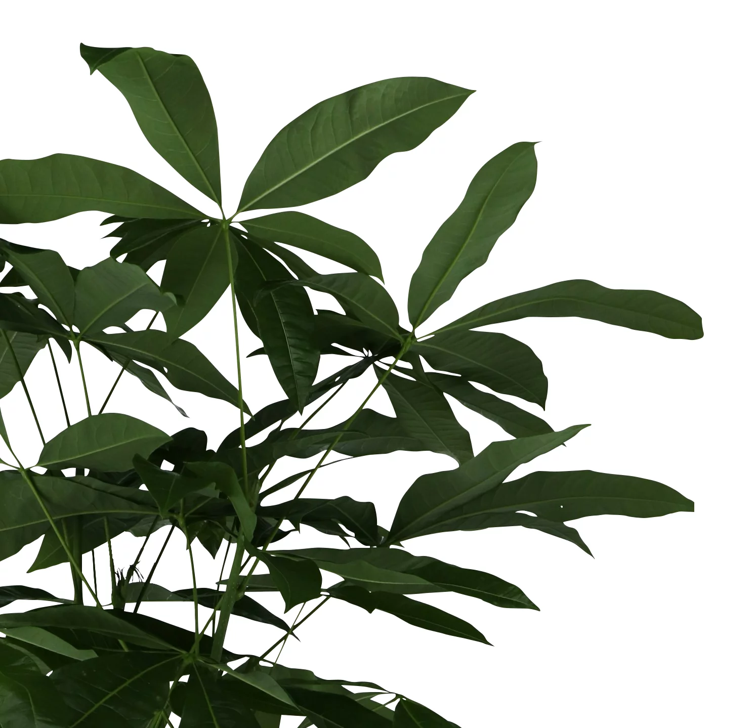 Mexican Fortune Tree In 19cm Terracotta Plastic Grow Pot 4 Mexican Fortune Tree In 19cm Terracotta Plastic Grow Pot - Image 2