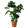 Monstera In 19cm Terracotta Plastic Grow Pot -Gardens and Outdoor monstera in 19cm terracotta plastic grow pot5059340127033 02c