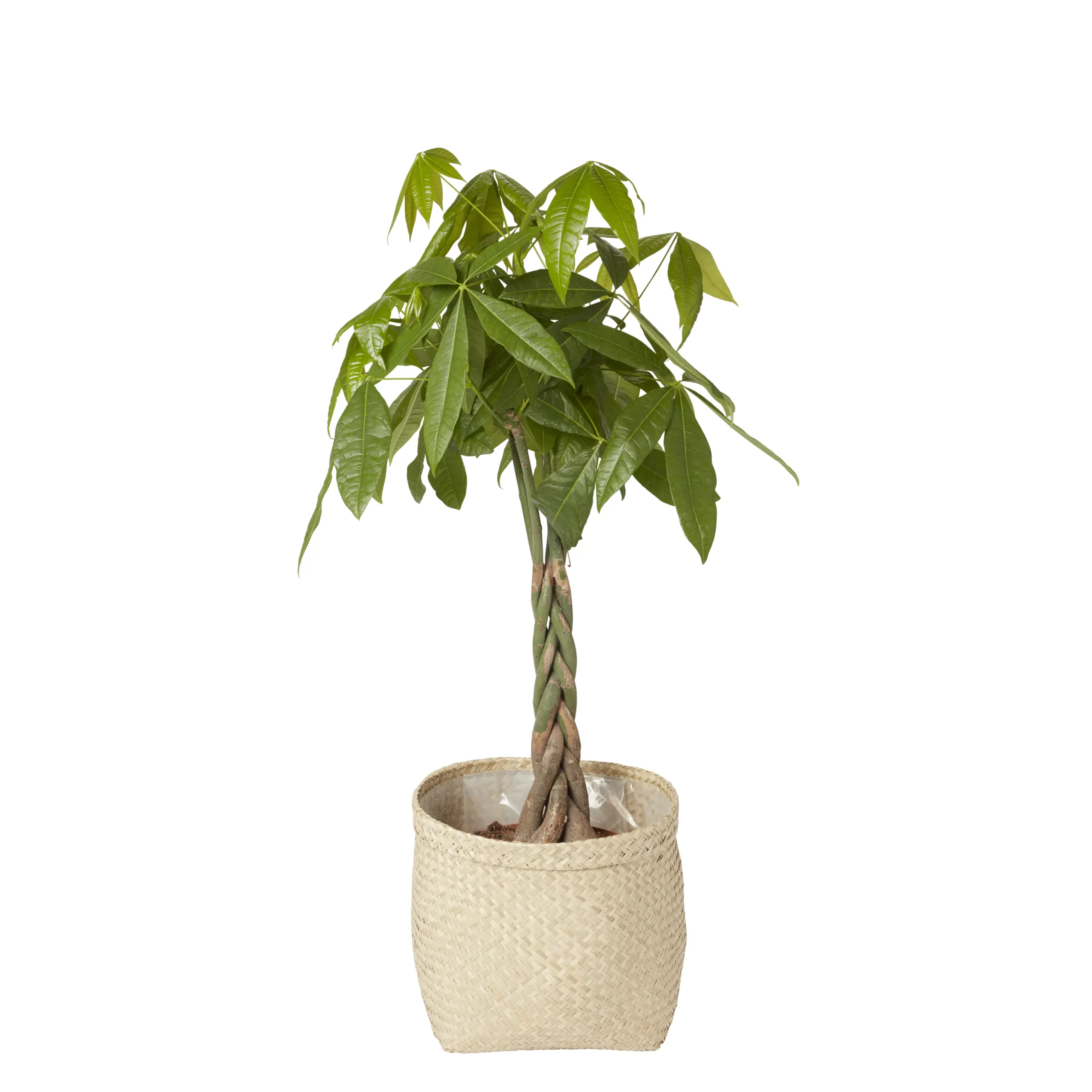 Natural Seagrass Herringbone Circular Plant Pot (Dia)35cm 4 Natural Seagrass Herringbone Circular Plant Pot (Dia)35cm - Image 2
