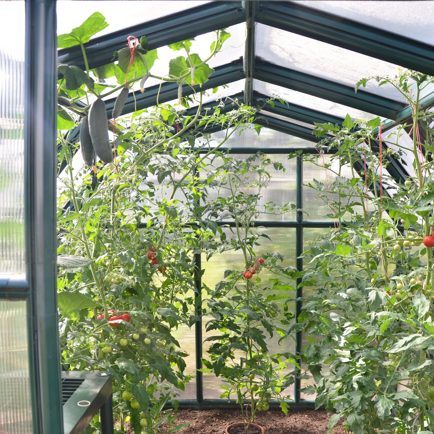 Palram - Canopia Rion Ecogrow Green 6x8 Greenhouse 8 Palram - Canopia Rion Ecogrow Green 6x8 Greenhouse - Image 6