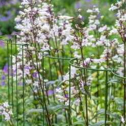 Panacea Steel Curved Plant Support Frame (L)60cm (Dia)25cm, Set Of 4 -Gardens and Outdoor panacea steel curved plant support frame l 60cm dia 25cm set of 40093432825297 01i bq